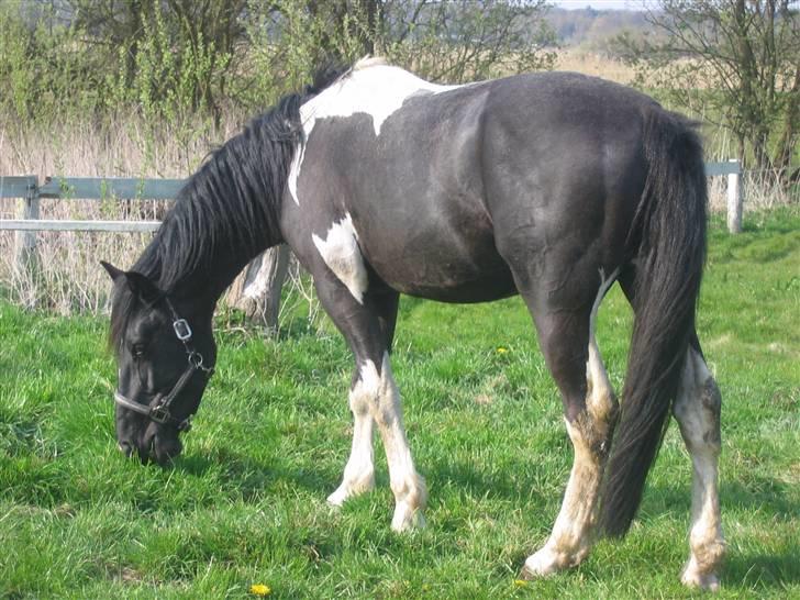 Pinto Hingst Hjalman af korup  billede 9