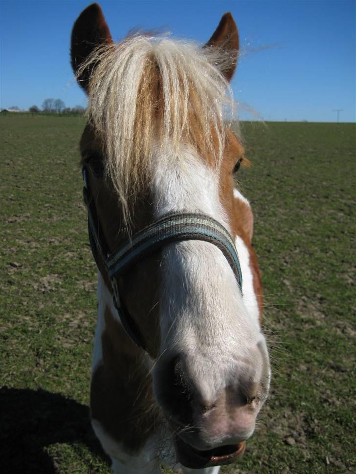 Pinto Lucky Boy - Selvtillid og charme er der masse af :o), april 2008. billede 6