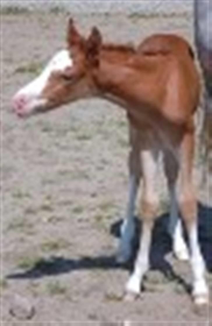 Welsh Partbred (Sec F) Rosengårdens Sodapop SOLGT - PonyPop som føl, man kan altid kende den lyserøde mule(: Foto: Ukendt? billede 2