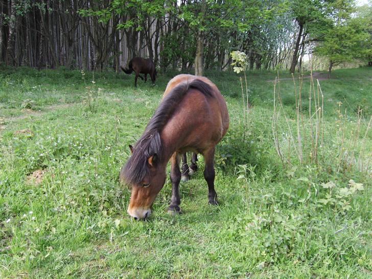 Shetlænder Klaus - Lille klaus (-: billede 2