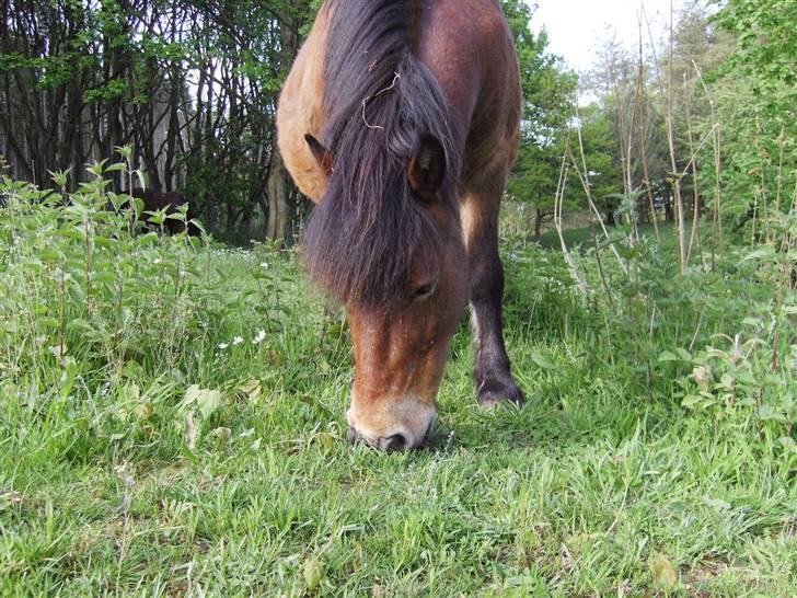 Shetlænder Klaus - nam nam. billede 3