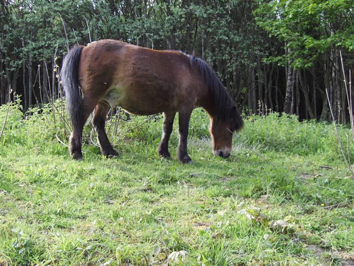 Shetlænder Klaus - lækert. :-p billede 4