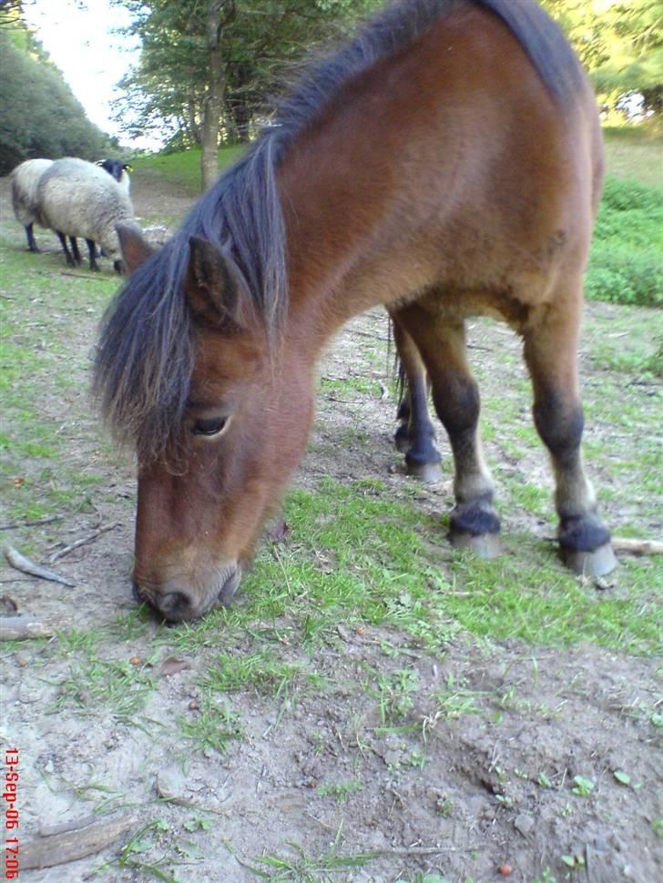 Shetlænder Klaus - Nam nam. billede 5