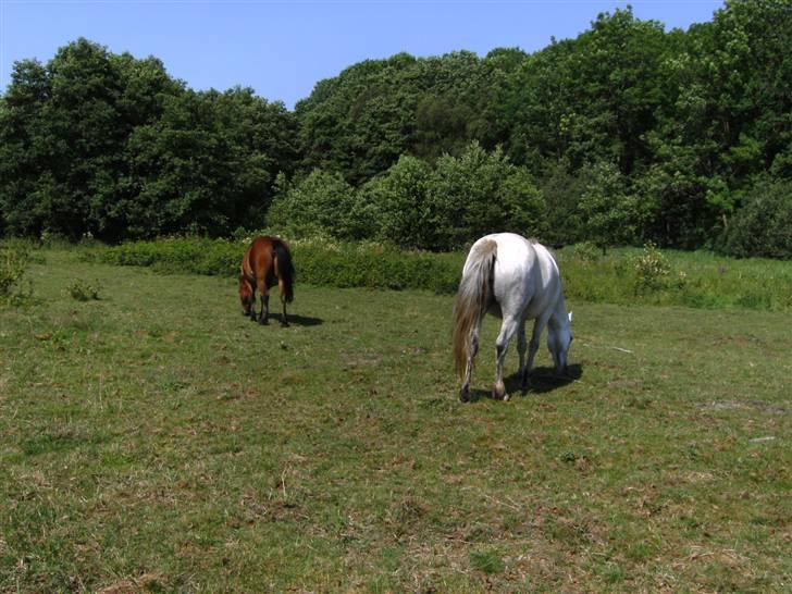 Shetlænder Klaus - der er lang vej. billede 6