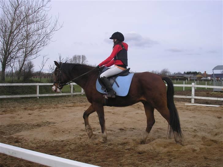 DSP Lunderhedes Mirco solgt - 1. Første gang på mirco taget af : min mor billede 1