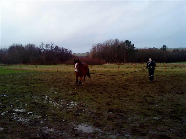 DSP Lunderhedes Mirco solgt - 5. rundt og rundt. Tager af : gitte billede 5