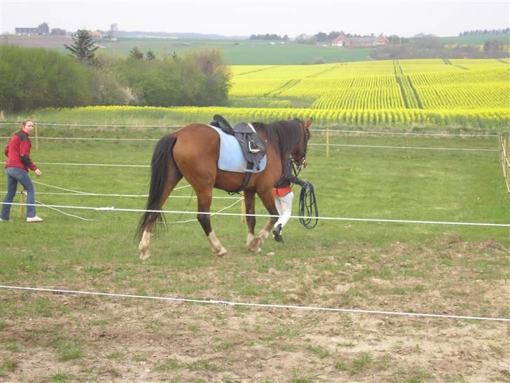DSP Lunderhedes Mirco solgt -  9.vi går lige på en anden mark taget af : min mor billede 9