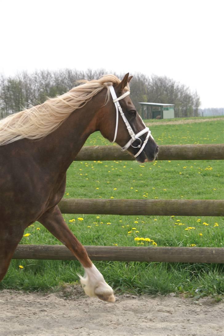 Welsh Cob (sec D) Glanvyrnwy Olwena billede 1