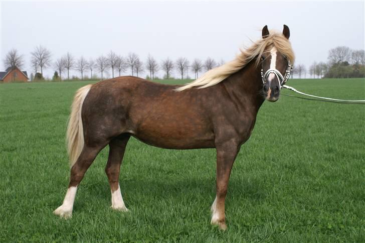 Welsh Cob (sec D) Glanvyrnwy Olwena billede 2