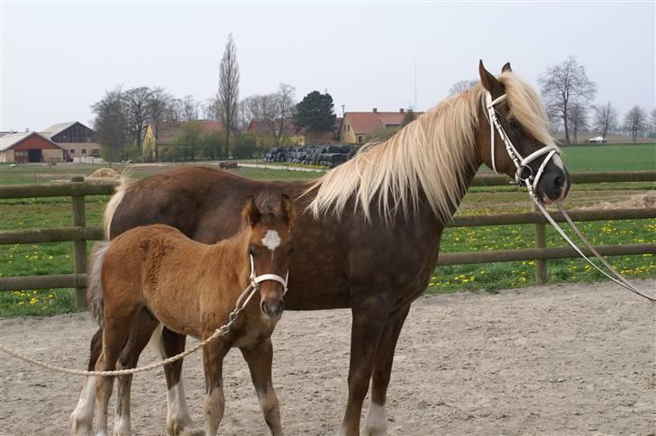 Welsh Cob (sec D) Glanvyrnwy Olwena billede 4