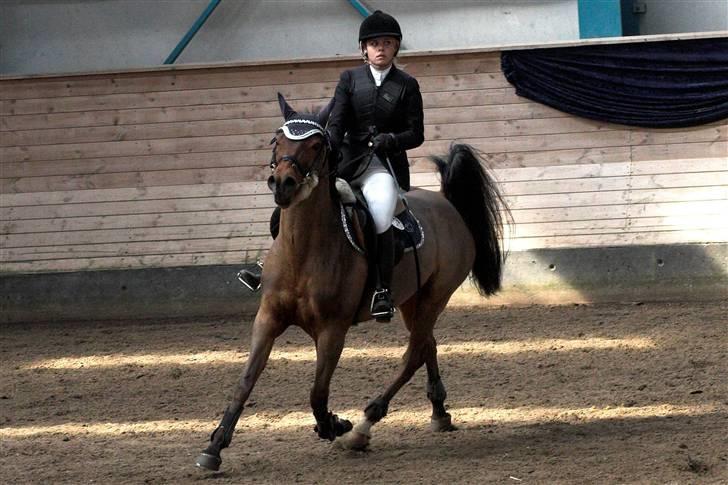 Anden særlig race *Speedy the speedfighter* - Landsstævne i Sønderborg rideklub billede 2