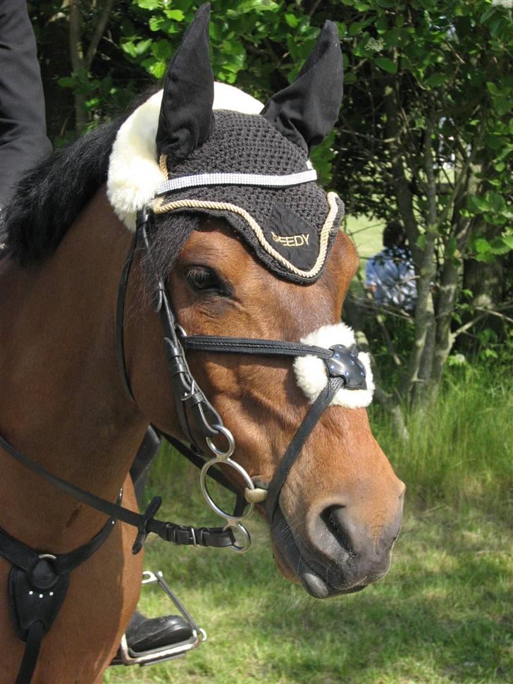Anden særlig race *Speedy the speedfighter* - Speedy´s smukke hoved<3 billede 9