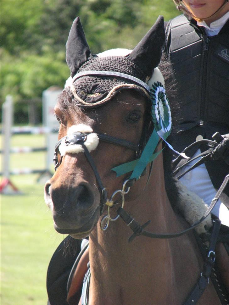 Anden særlig race *Speedy the speedfighter* - Landsstævne - 3. plads i MB billede 14