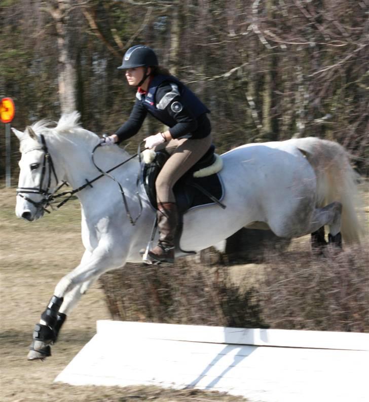 Anden særlig race Sun City Scan | B - Første terræntræning 2009 i Sverige. Foto: Louise Dahl billede 2