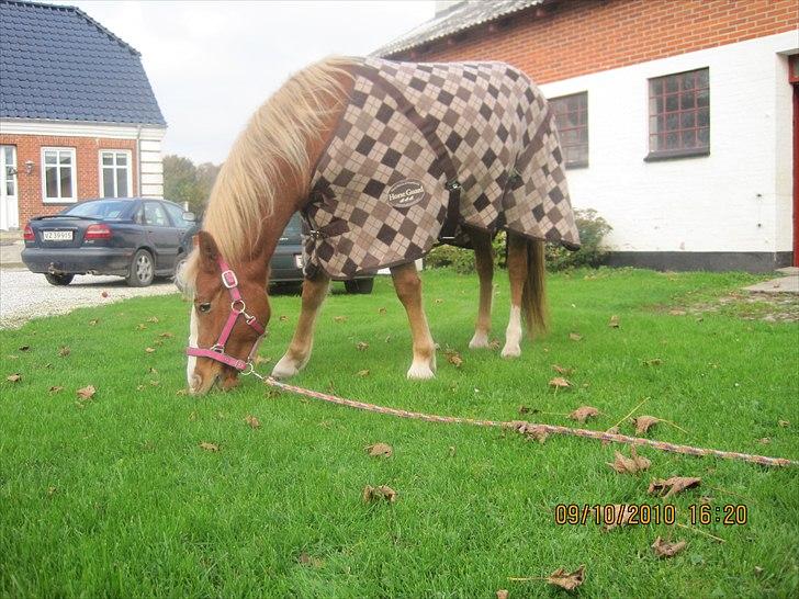 Anden særlig race Mikeena solgt billede 1