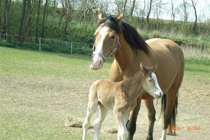 Anden særlig race Mikeena solgt - første dag uden for sammen med mor billede 2