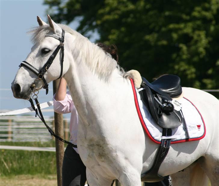 Anden særlig race Sun City Scan | B billede 19