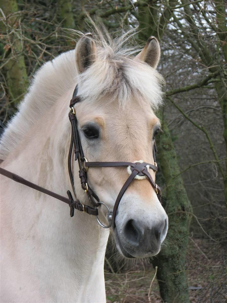 Fjordhest Buller billede 1