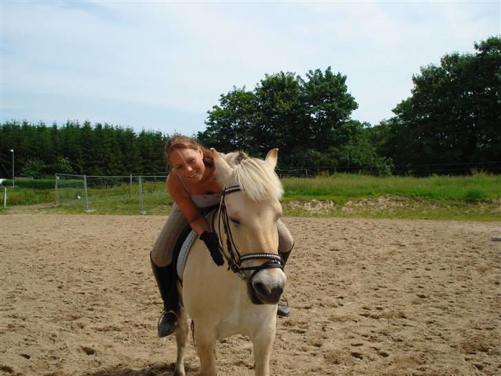 Fjordhest Buller billede 2