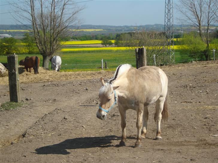 Fjordhest Buller billede 3