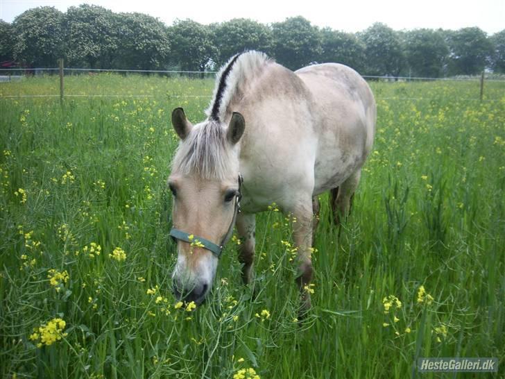 Fjordhest Buller billede 4