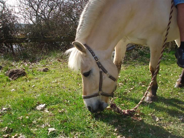 Fjordhest Buller billede 5
