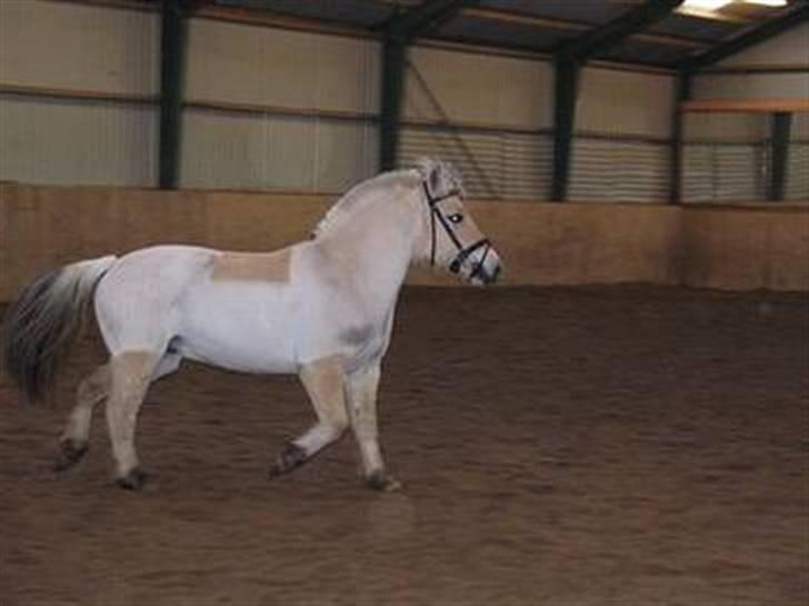 Fjordhest Buller billede 6