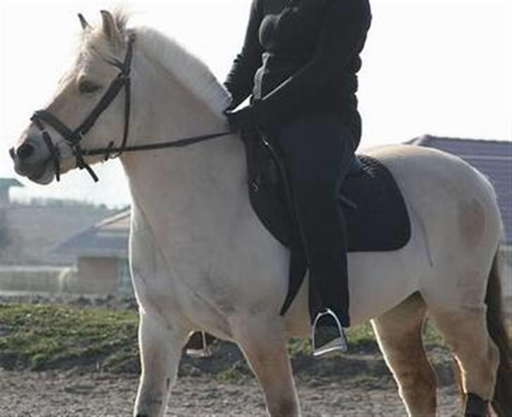 Fjordhest Buller billede 7