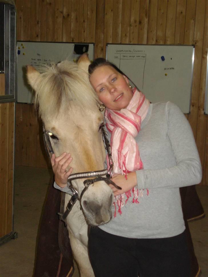 Fjordhest Buller billede 8