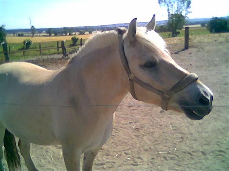 Fjordhest Buller billede 9