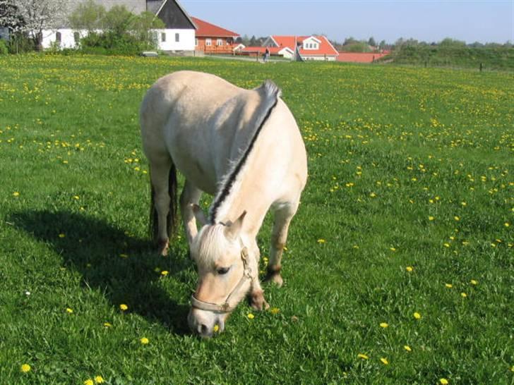Fjordhest Buller billede 11