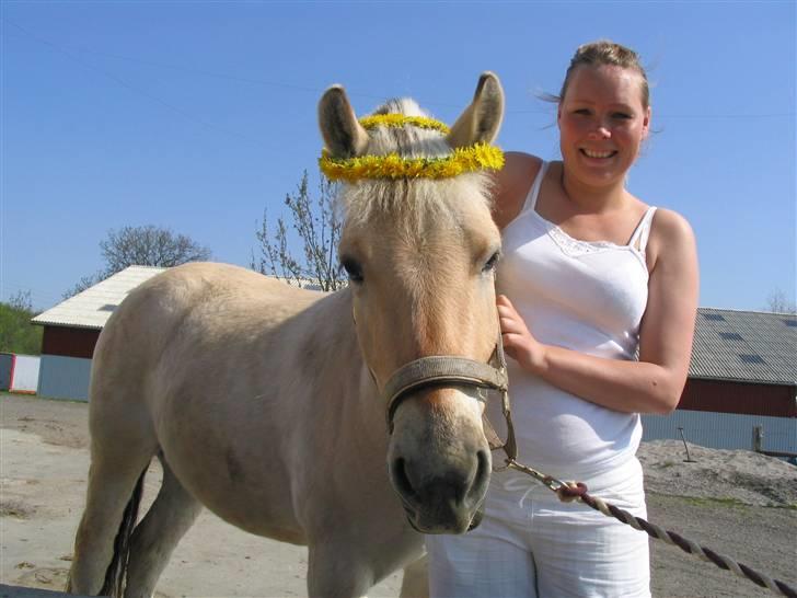 Fjordhest Buller billede 12