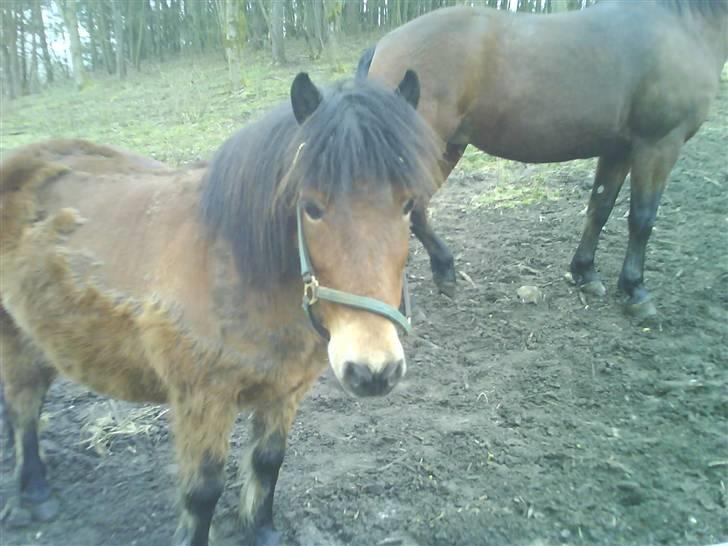 Shetlænder Klaus - Her er Klaus i gang med at smide vinterpælsen!!! billede 7