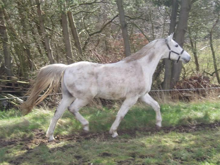 Anden særlig race Shamal *RIP* billede 17