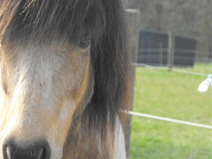 Anden særlig race Tjalfe ' Alt<3 *Gl. Part* - 14) På fold<3 Maj 2009 billede 14