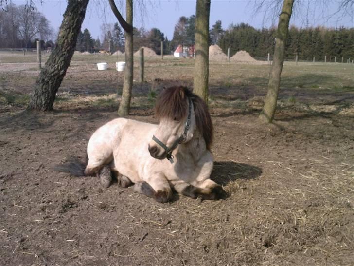 Anden særlig race Tjalfe ' Alt<3 *Gl. Part* - 15) På fold<3 Marts 2008 billede 15