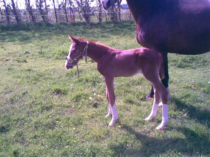 Dansk Varmblod Paula Skovgaard billede 6