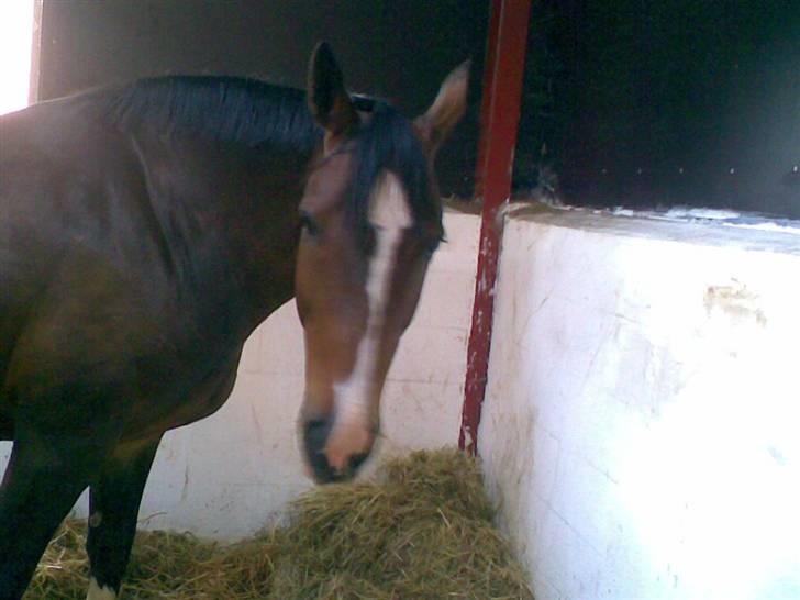 Dansk Varmblod Paula Skovgaard billede 9