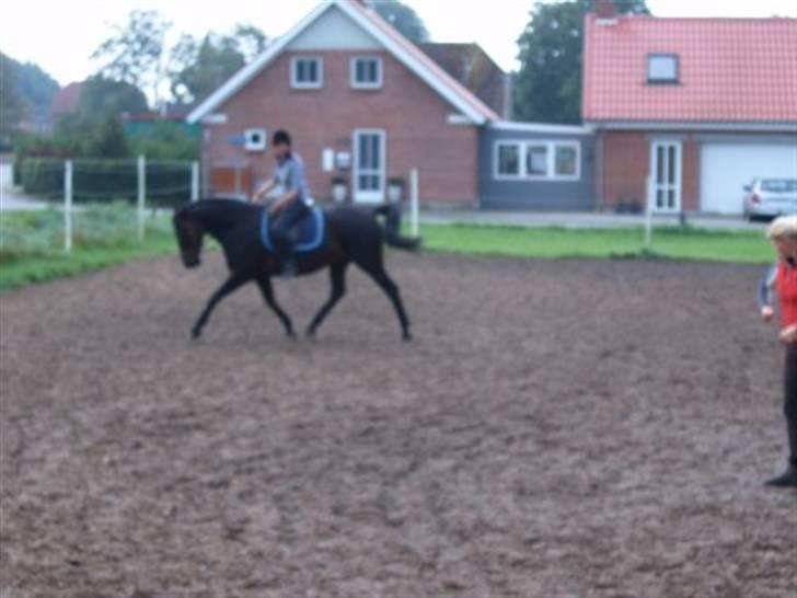 Dansk Varmblod Havens Vanilla-Sky - Velkommen til Nilla´s profil <3 kig gerne billederne igennem inden du bedømmer ;D billede 1