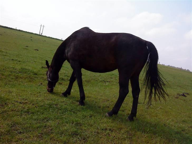 Dansk Varmblod Havens Vanilla-Sky - på marken er det sååh godt ;D billede 2