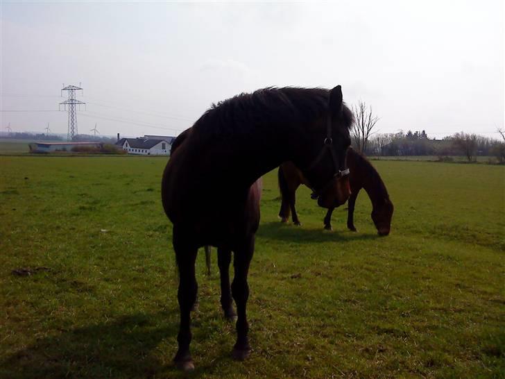 Dansk Varmblod Havens Vanilla-Sky - "uhh, hvad er det du har i hånden?"  billede 3