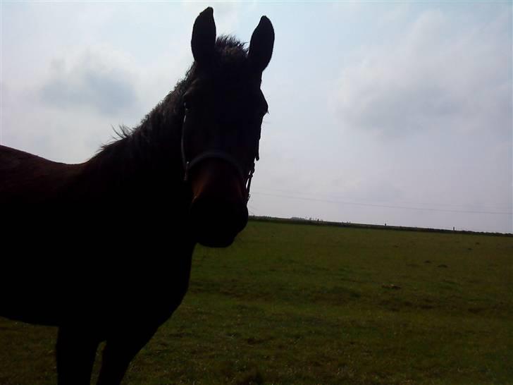 Dansk Varmblod Havens Vanilla-Sky - HaHa xP billede 4