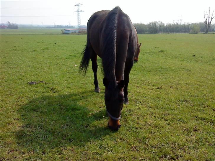 Dansk Varmblod Havens Vanilla-Sky - mad det er bare lige sagen ;D billede 5