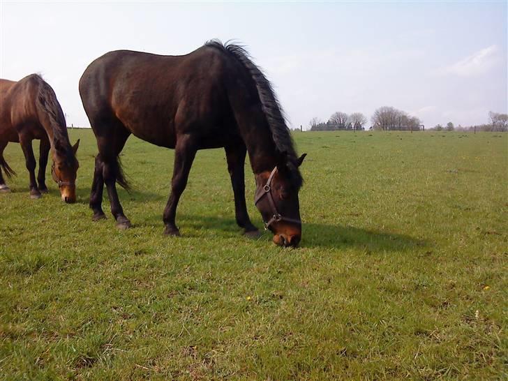 Dansk Varmblod Havens Vanilla-Sky - Valle lad så vær´ med at følge efter ;) billede 6