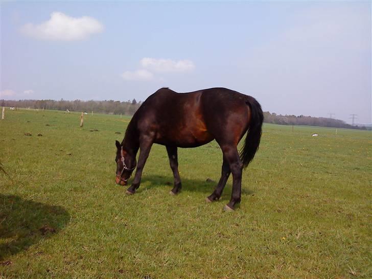 Dansk Varmblod Havens Vanilla-Sky - Solskin er også godt ;D billede 7