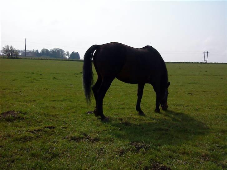 Dansk Varmblod Havens Vanilla-Sky - Vi ses ! nu smutter jeg i hvert tilfælde ! billede 8