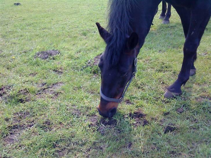 Dansk Varmblod Havens Vanilla-Sky - mad, mad, jeg elsker bare mad ;D <33 billede 9