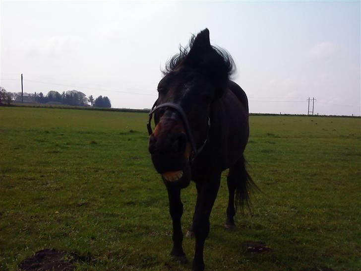 Dansk Varmblod Havens Vanilla-Sky - håber du syntes det var nogle gode billeder,, bedøm hellere end gerne ;D billede 10