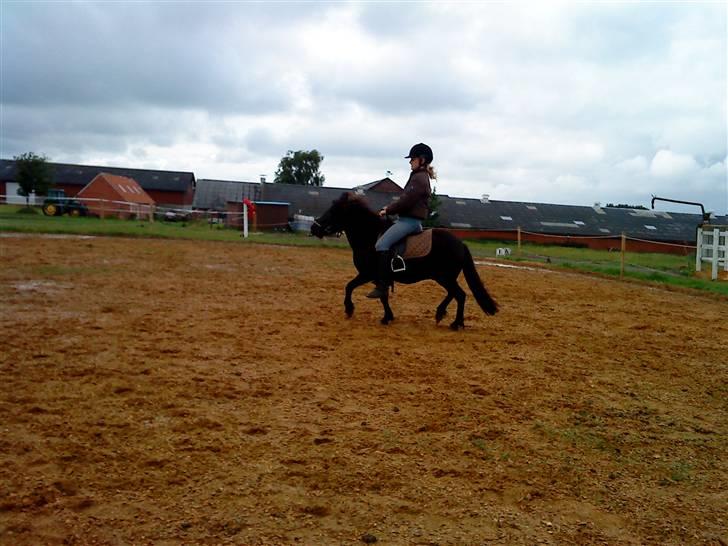 Shetlænder bs(har redet) - træning for første gang i lang tid billede 9