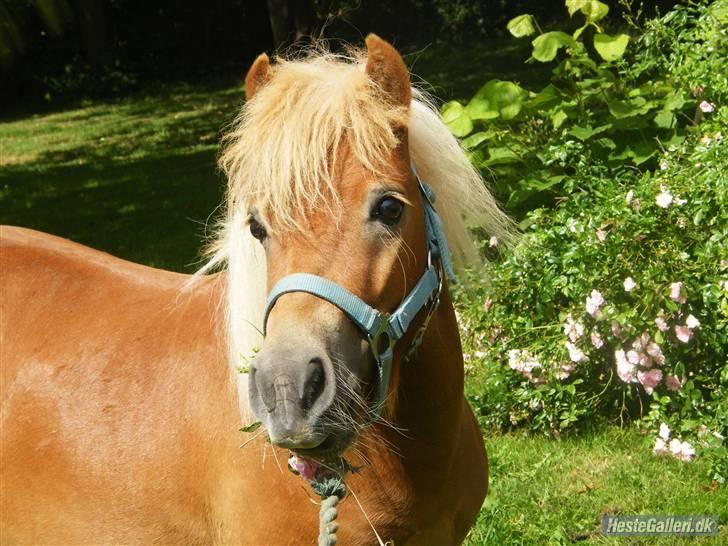 Shetlænder |   Tarzan - Han er SÅÅ kær! :D - Foto: Mathilde eller Melissa. billede 19